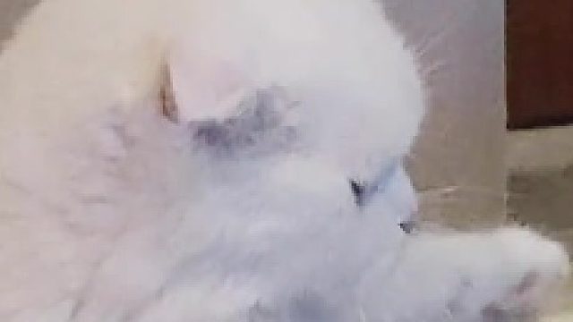 这狗粮我吃不下了，你们喜欢吃吗