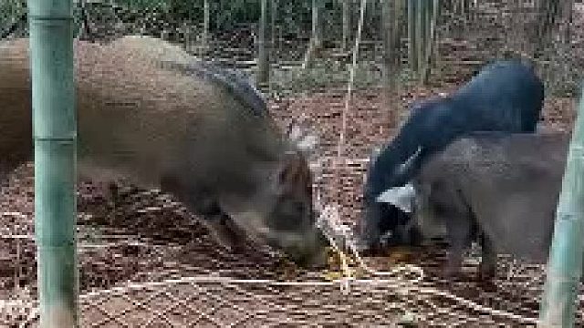 看一下收获几头野猪？