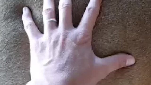 雄狮：大胆！太过分了哈，怎么可以越摸越过界了呢