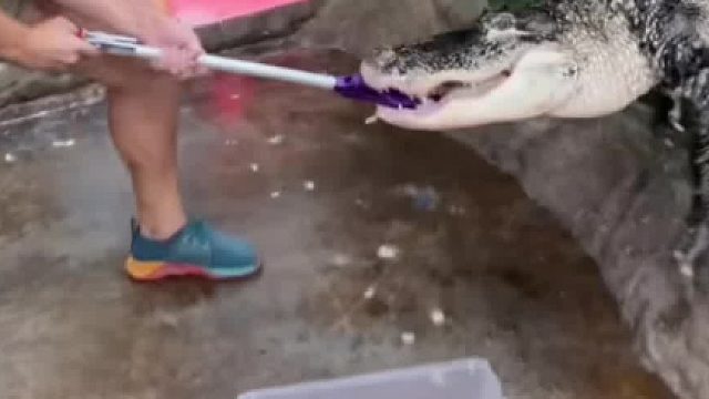 饲养员投喂鳄鱼的时候到底有多有趣