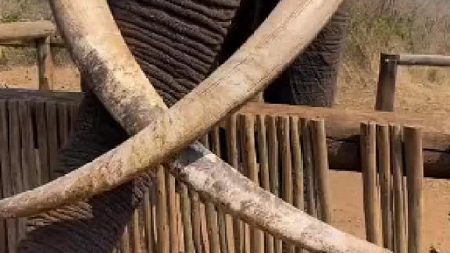 我知道非洲象很大，但没想到居然这么大