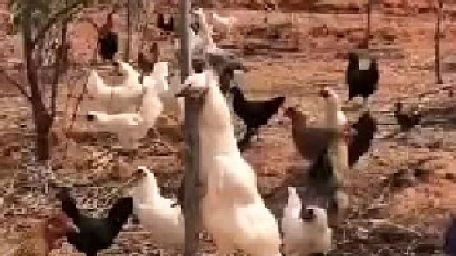 这就是传说中的挂机哈哈哈哈哈哈