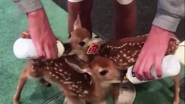 城里小伙返乡接手爷爷的鹿场，新潮的他将整个鹿场画风转变