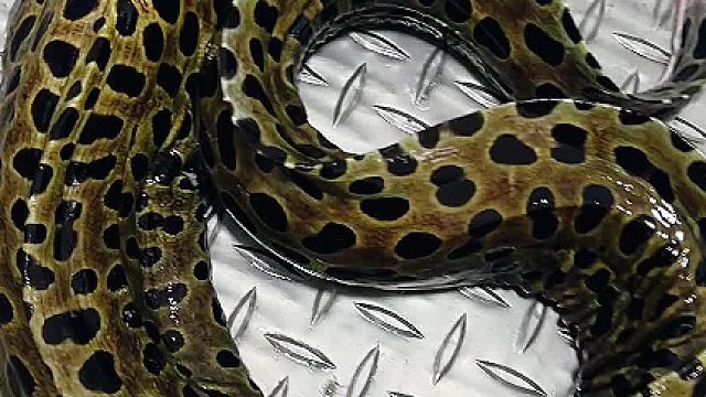 这家伙跑了是一个大灾难呀