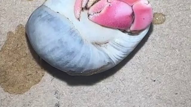 睡到中午醒来的小螃蟹