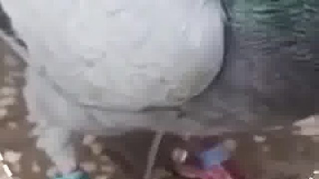 赛鸽几千公里比赛中被老鹰攻击，但还是努力飞了回来