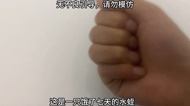 水蛭放冰箱一晚上结果会是怎样的呢？