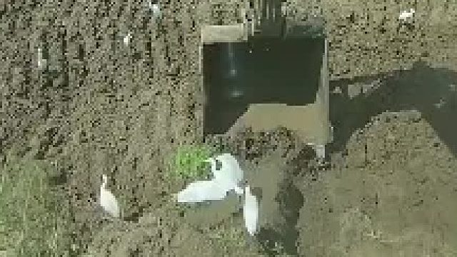 水鸟都精明了，知道跟着挖机有虫吃……