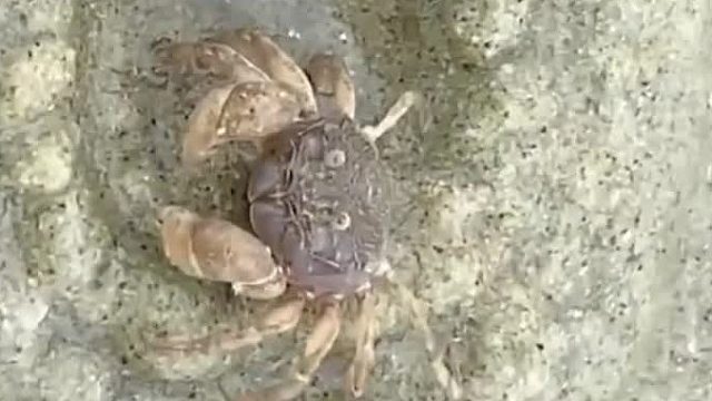 螃蟹：头一回承包房地产就塌了