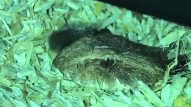 炫个技，澳洲最毒的