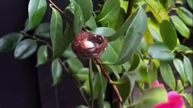 突然来了位新邻居，让我们见证一下是哪位小可爱吧