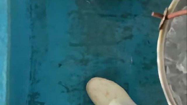 不光白鲸吃冰块，海豚也需要吃冰块呦