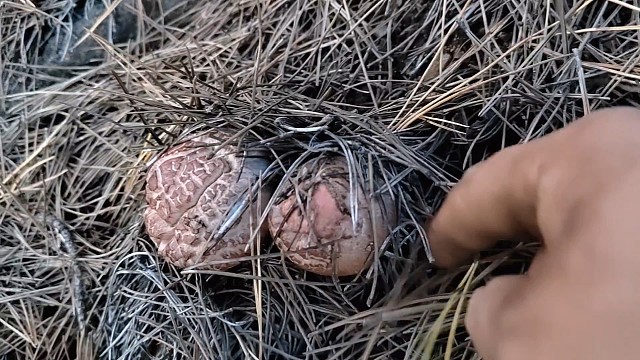 14号下午上山捡蘑菇