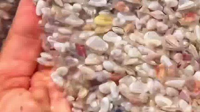 好多可爱的小贝壳…