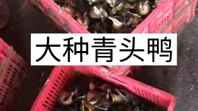 大种青头鸭，麻鸭