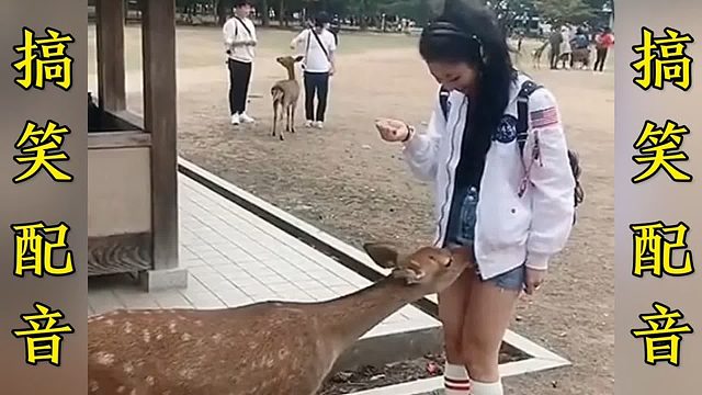 搞笑配音：小鹿攻击游客…一个比一个搞笑