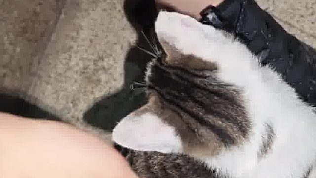 你竟然敢打我？我可是有小猫罩着的