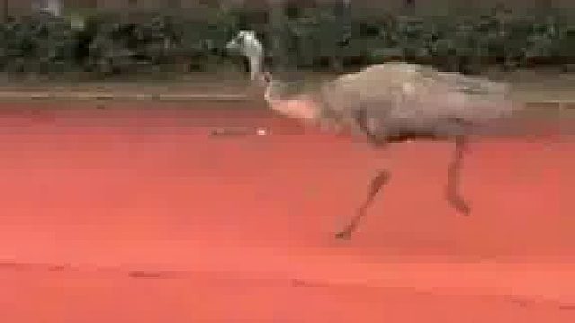 高中校运会 3000米比赛，吴路逸 “校友”澳洲鸵鸟参战！体育生 ：跑不过！根本跑不过