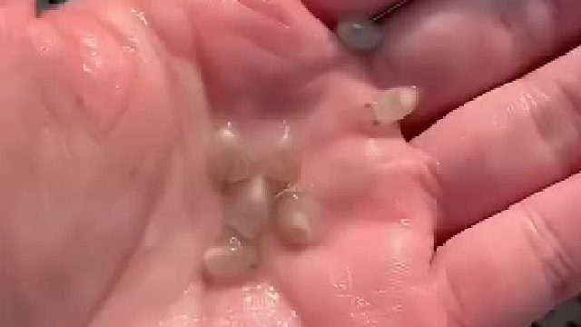 第一次见这么小的乌贼，而且还会喷墨