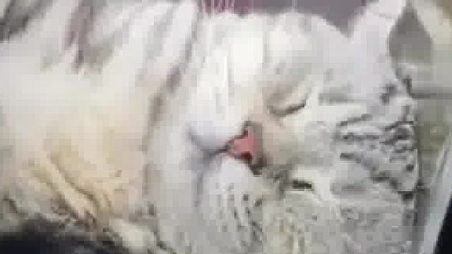 网友分享睡在橱窗内的小猫，专挑贵的躺，它的床垫价值4000