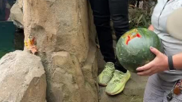 河马一口一西瓜……