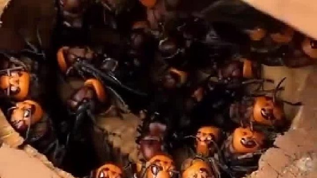 蜂：你最好想清楚怎样给我一个盒礼的解释，不然我帮你解逝