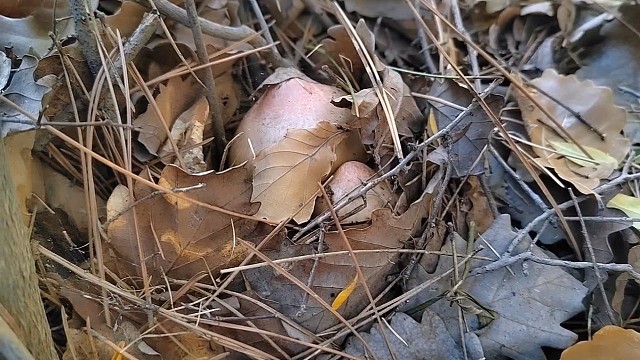 15号上山捡蘑菇