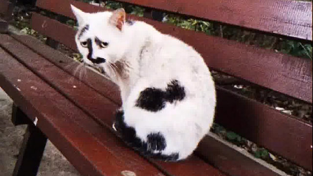 本来人家流浪，已经够可怜了！ 但是真的忍不住想笑……