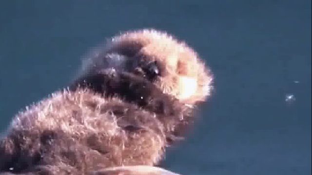 海獭妈妈正在搂着小海獭睡觉，没想到一阵急流把宝宝冲跑了