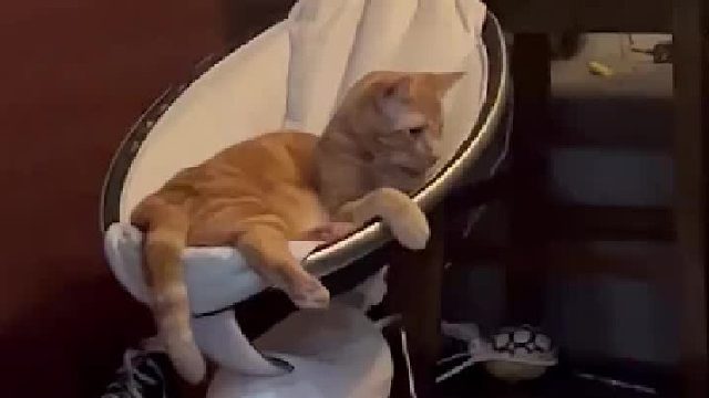 猫：我也是宝宝，我也要摇一摇