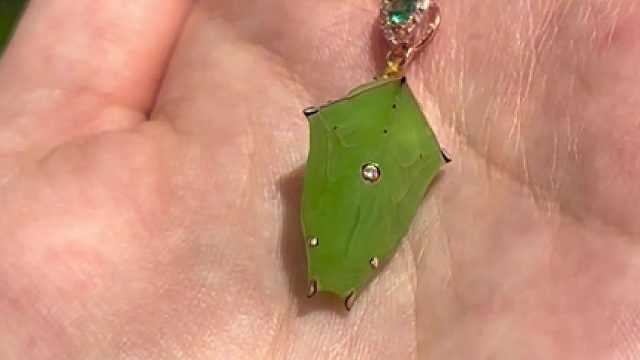 我那翡翠宝石一样的蝴蝶蛹就出了只这样的蝴蝶？