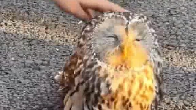 网友早上上学，在校园遇到了一只猫头鹰！“人家是上夜班的，早起要睡觉”“不是啥猫都可以撸”危险哈