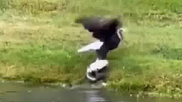 老鹰：抓鱼是个小问题，抓到大鱼如何拖上岸是个大问题……