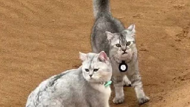 我丢了祖宗都不会丢