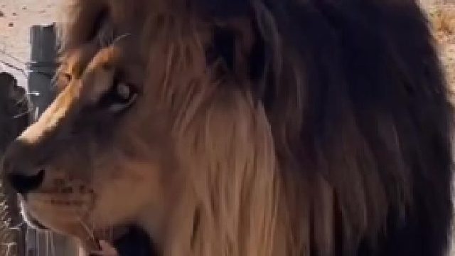 纹身的干不过烫头的 看看这个雄狮多么凶悍