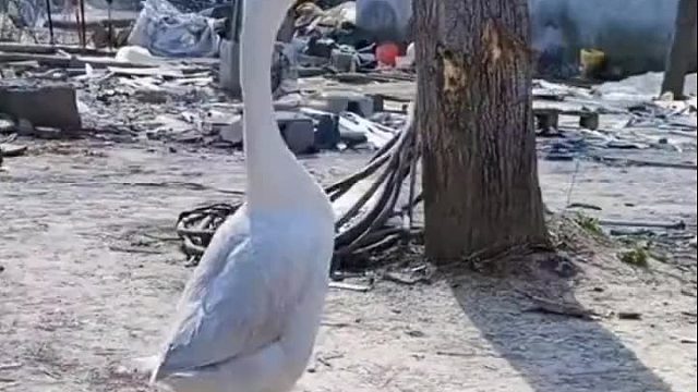 吃醋就吃醋，吃鹅的醋！还特么是只公鹅！
