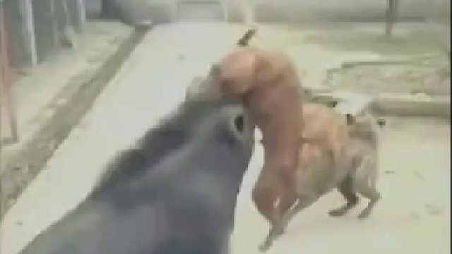 到底是狗咬了猪还是猪咬了狗？