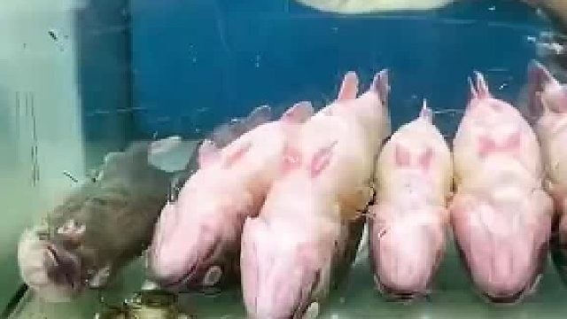 翻过来下锅更早 不知道？