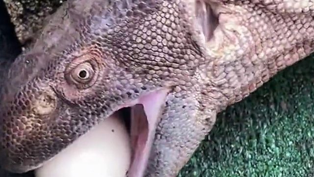 科莫多巨犀为什么叫三嫂