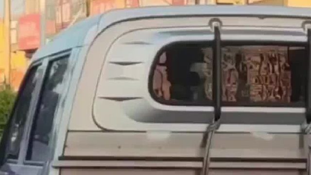 两只金毛看到女生之后，眼睛目不转睛的跟着走，就差吹口哨了