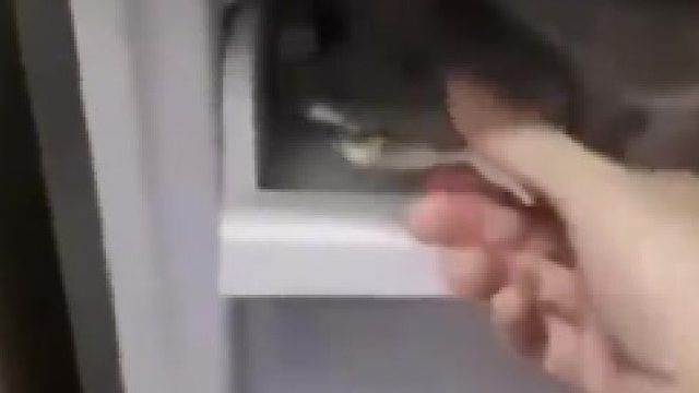 男子把甲鱼放入冰箱冬眠，想解冻让它复活，结果