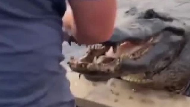 鳄鱼爬上了小船  这就是劫后余生吧