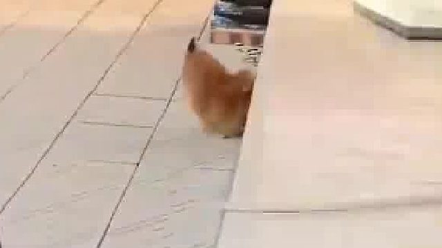 谁家好狗跑着跑着，就把自己的脸往台阶上撞啊？