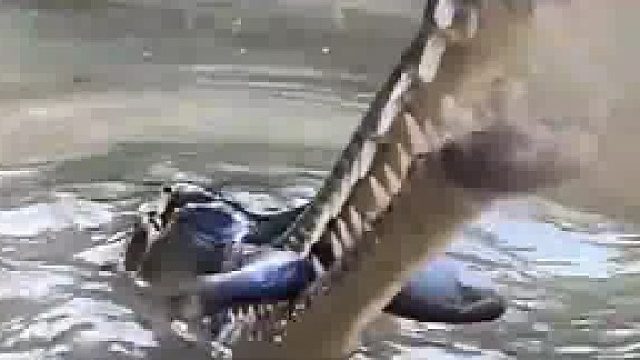 长嘴鳄 吃鱼有点费劲呢