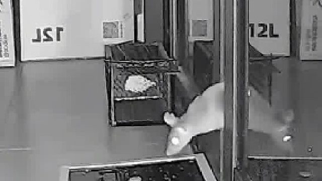 店家为抓老鼠设下陷阱被老鼠识破