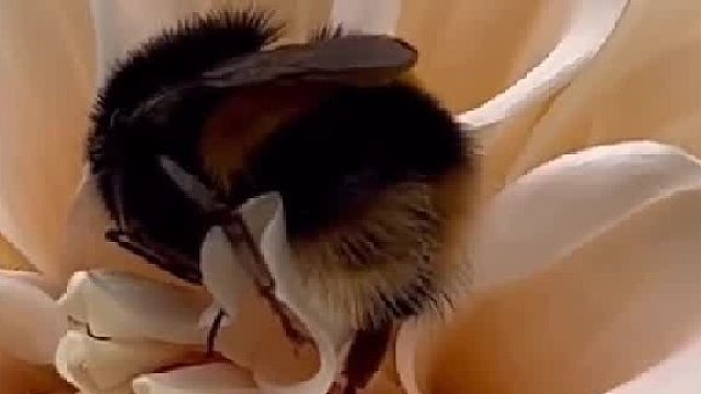 据说蜜蜂一般不在夜间飞行，它们利用太阳作为指南针