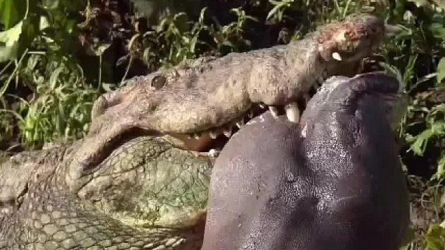 鳄鱼吃嫩嫩的小河马