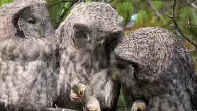 野外摄影师拍到了三只超萌的猫头鹰，玩耍时的样子好可爱