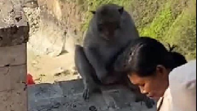 女子与猴子交涉，要求归还手机