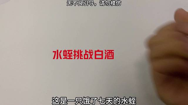 水蛭挑战白酒结果会是怎样的呢？